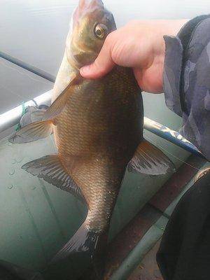 Утрянка на лещах 15 июля 2017 006.jpg