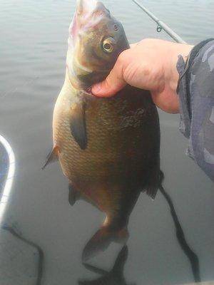 Утрянка на лещах 15 июля 2017 010.jpg