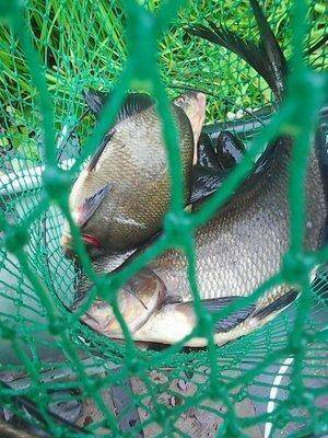 Утрянка на лещах 15 июля 2017 013.jpg