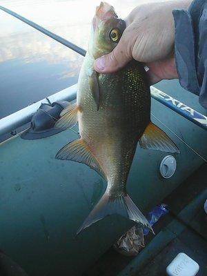 Утрянка на лещиках 001.jpg