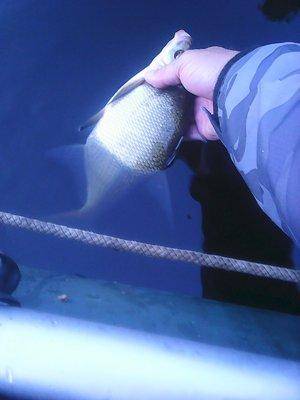 Утрянка на лещиках 003.jpg