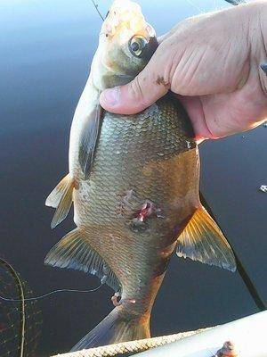 Утрянка на лещиках 012.jpg