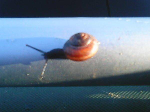 Утрянка на лещиках 010.jpg