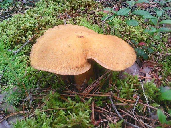 Грибы 28 июля 2017 006.jpg