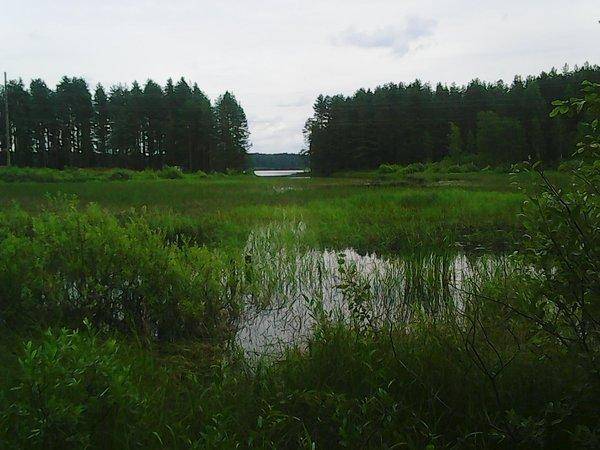 Грибы 28 июля 2017 011.jpg