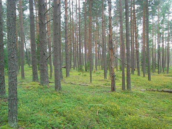 Грибы 28 июля 2017 019.jpg