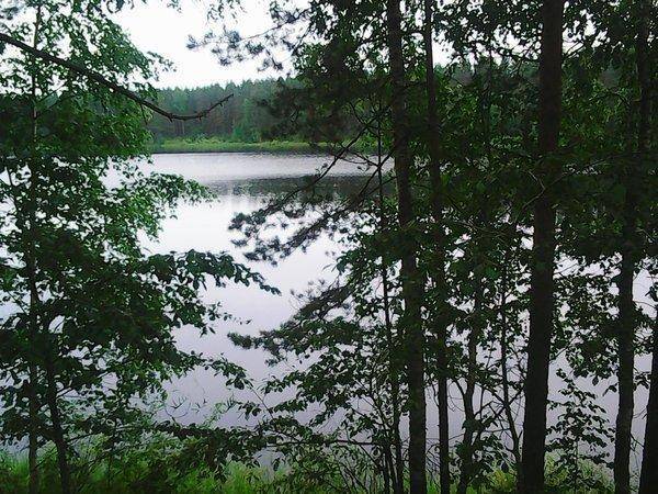 Грибы 28 июля 2017 028.jpg