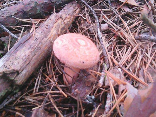 Грибы 28 июля 2017 030.jpg