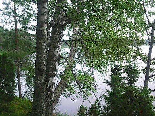 Грибы 28 июля 2017 032.jpg