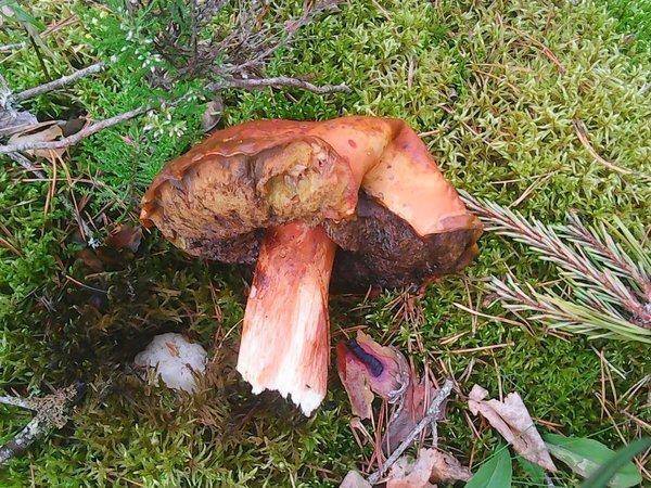 Грибы 28 июля 2017 038.jpg