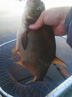 Утрянка на лещах 29 июля 2017 001.jpg