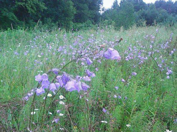 Земляника 001.jpg