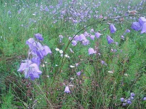 Земляника 002.jpg