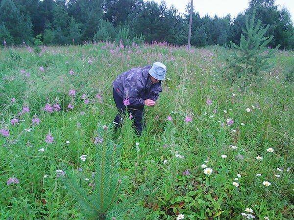 Земляника 008.jpg