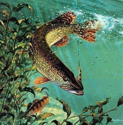 Underwater-Game-Fish-Art-Fly-Fishing-Scenes.-Painting-by-Mark-A.-Susinno-6.jpg