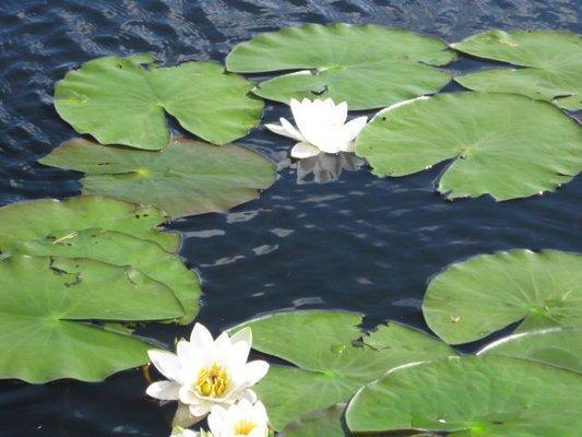 2017-08-01 10-27-30.JPG