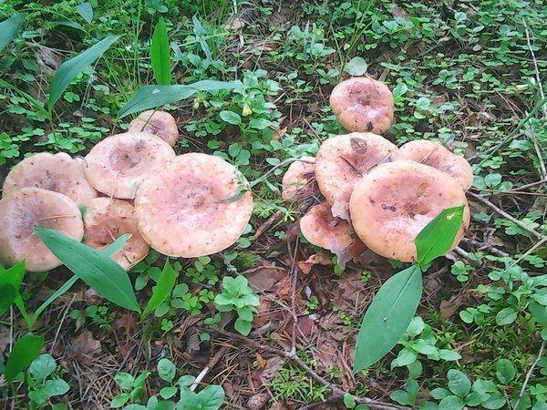 Грибная рыбалка 4 августа 2017 006.jpg