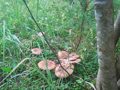 Грибная рыбалка 4 августа 2017 007.jpg