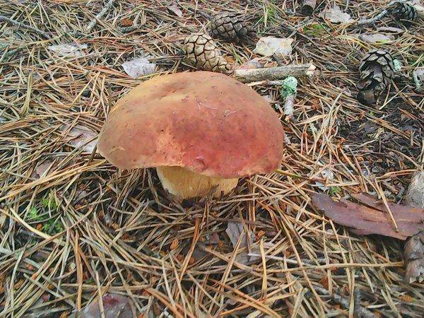 Грибная рыбалка 4 августа 2017 008.jpg