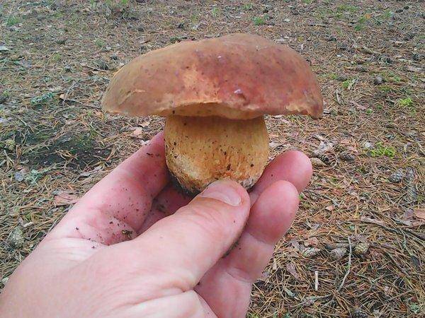 Грибная рыбалка 4 августа 2017 010.jpg