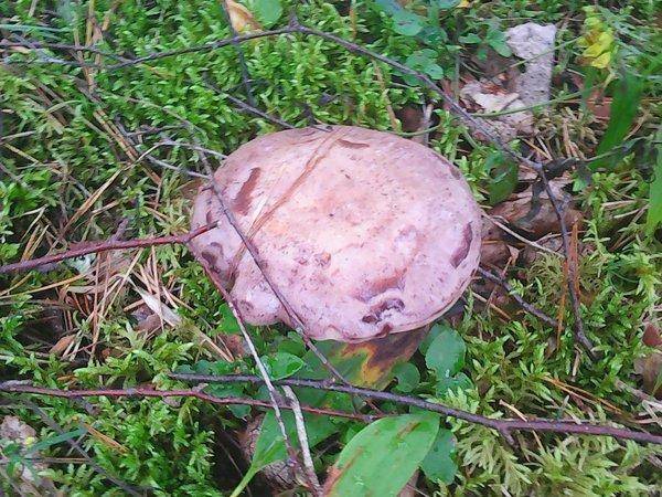 Грибная рыбалка 4 августа 2017 012.jpg