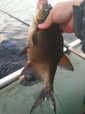 Рыбалка 10-11 августа 2017 002.jpg