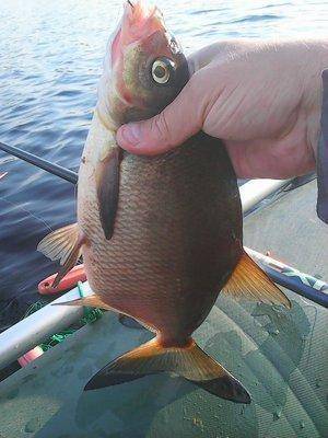 Рыбалка 10-11 августа 2017 003.jpg