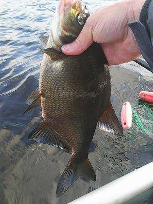 Рыбалка 10-11 августа 2017 005.jpg