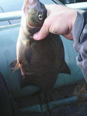 Отдых на лещах 12-13 августа 2017 004.jpg