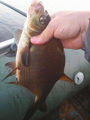 Отдых на лещах 12-13 августа 2017 008.jpg