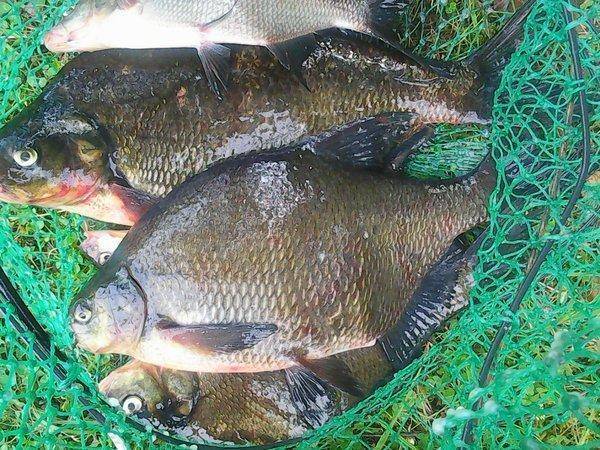 Отдых на лещах 12-13 августа 2017 022.jpg