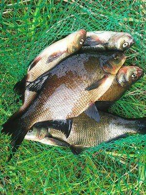 Отдых на лещах 19-20 августа 2017 009.jpg