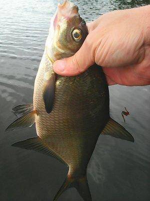 Рыбалка 27 августа 2017 012.jpg