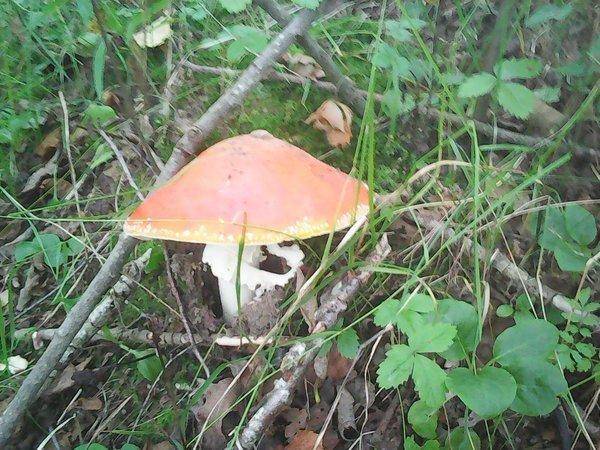 Грибы 2 сентября 2017 001.jpg