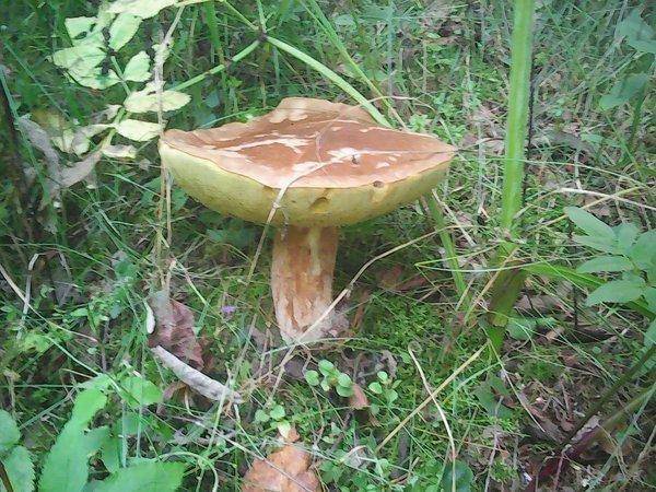 Грибы 2 сентября 2017 003.jpg