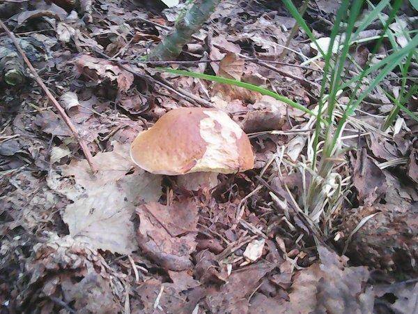 Грибы 2 сентября 2017 004.jpg