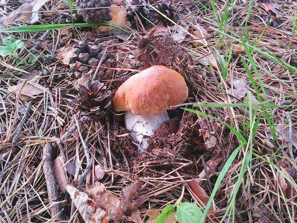 Грибы 2 сентября 2017 006.jpg