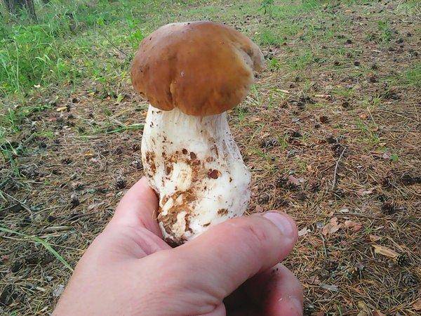 Грибы 2 сентября 2017 007.jpg