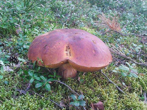 Грибы 2 сентября 2017 008.jpg