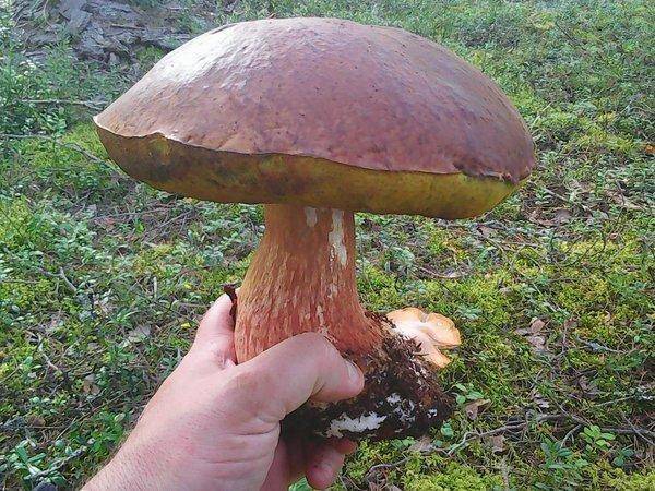 Грибы 2 сентября 2017 010.jpg