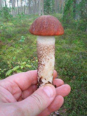 Грибы 2 сентября 2017 011.jpg