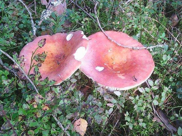 Грибы 2 сентября 2017 012.jpg