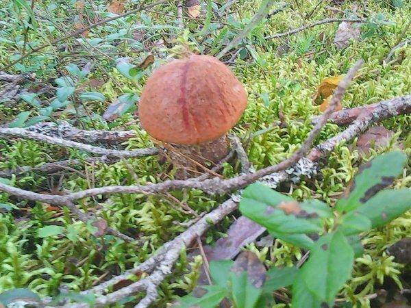 Грибы 2 сентября 2017 013.jpg