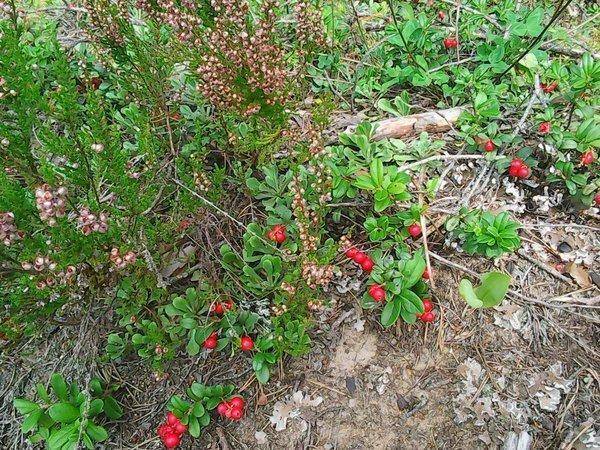 Грибы 2 сентября 2017 016.jpg