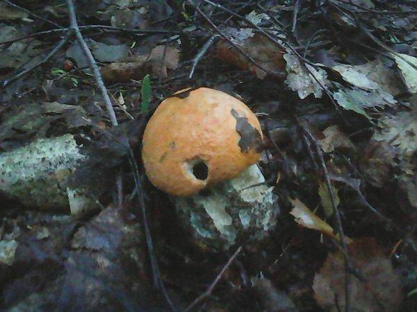 Грибы 9 сентября 2017 002.jpg