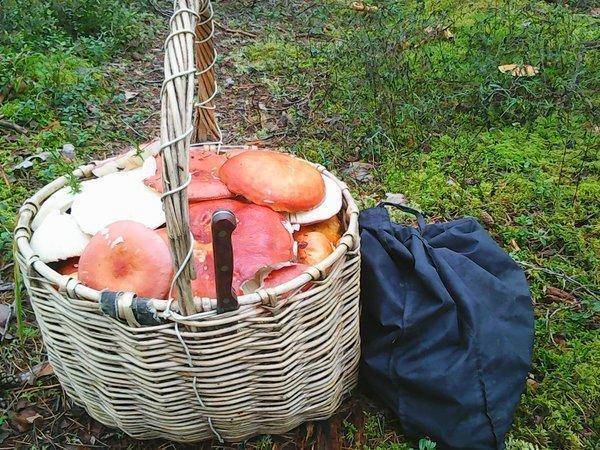 Грибы 9 сентября 2017 006.jpg