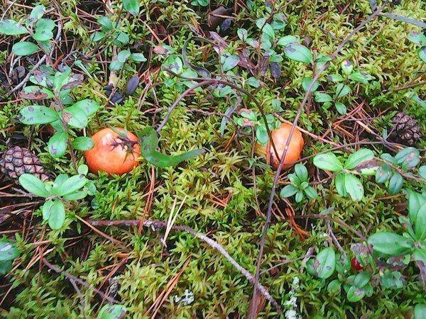 Грибы 9 сентября 2017 004.jpg