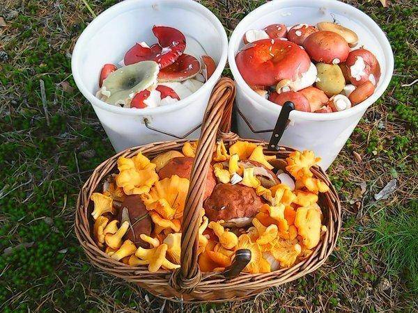 Грибы 9 сентября 2017 012.jpg