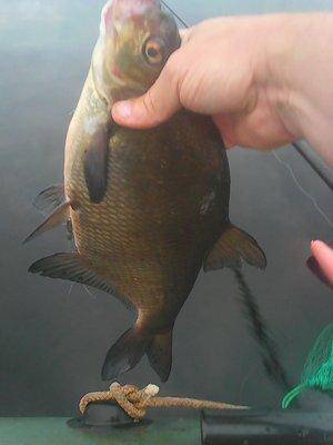 Лещи 10 сентября 2017 002.jpg