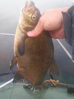 Лещи 10 сентября 2017 007.jpg